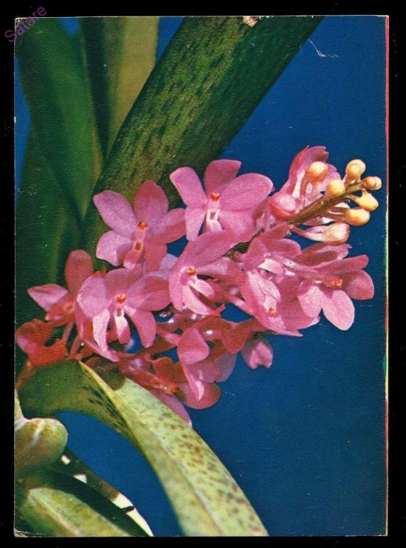 Орхидея - Веселухин А - 1977 год  (87-Я)