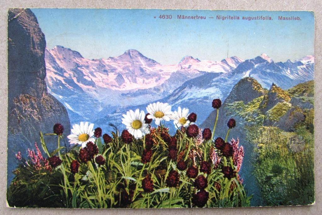 Нигрителла черная и ромашки Цветы Штемпель 1927