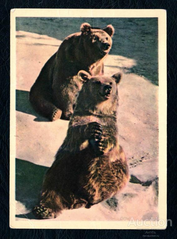Фотооткрытка. Фото Игнатович. Бурые медведи. 1963 год. (Альбом №3)