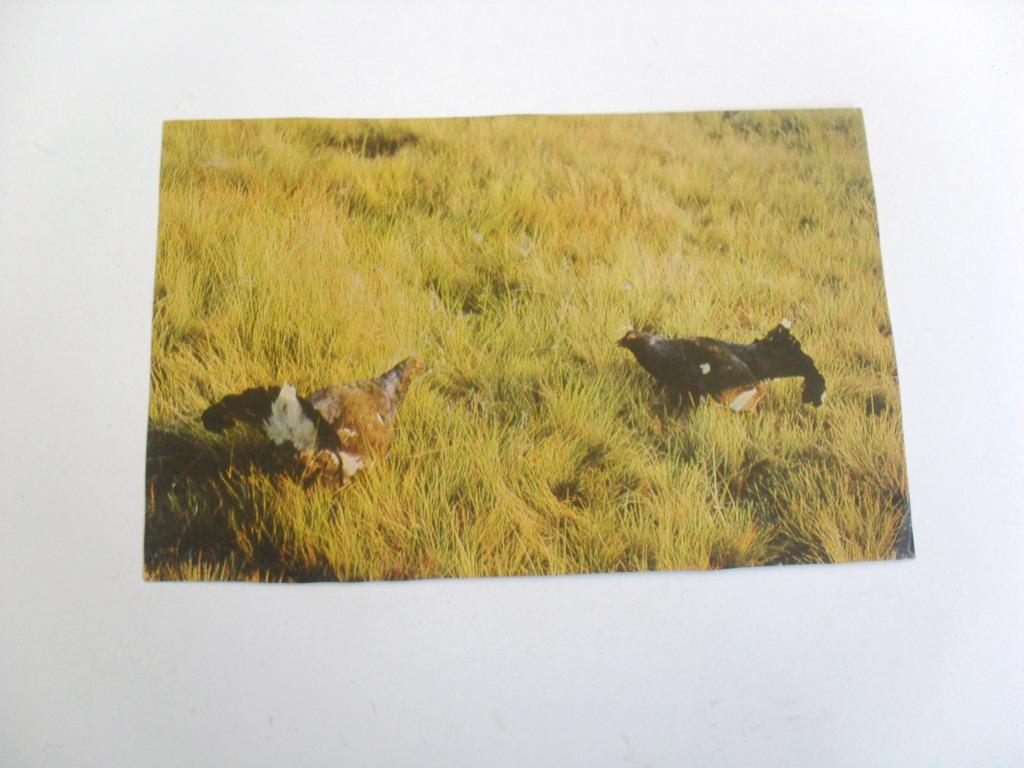 Открытка Беловежская пуща. Токующие тетерева, фото Г. Мазура, 1969г.