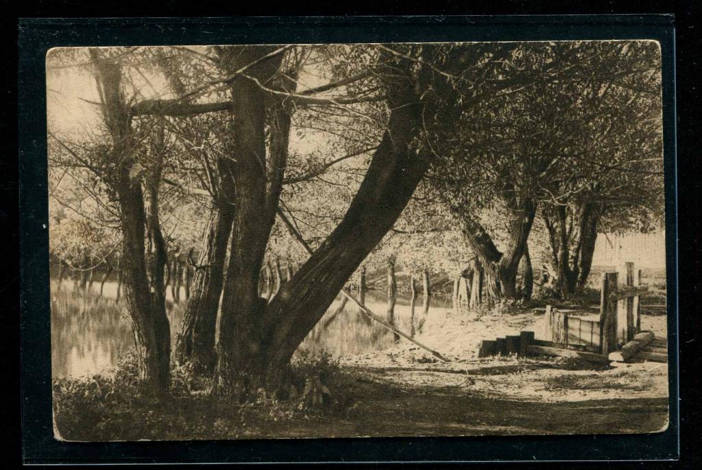 Ново-Томниково август 1913 Моршанск Тамбов губерния деревья