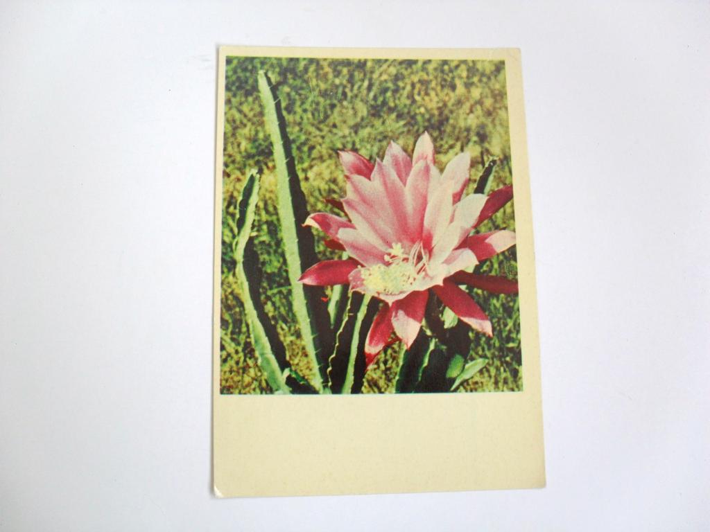 Открытка Феллокактус, фото В. Тюккеля, 1967г.