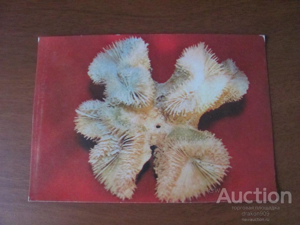 Открытка. Коралл Мусса Угловатая. 1975