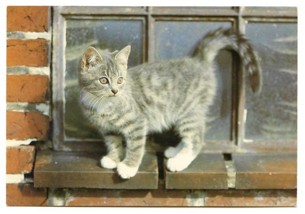 Кошки Котята Котенок Котёнок Голландия 242