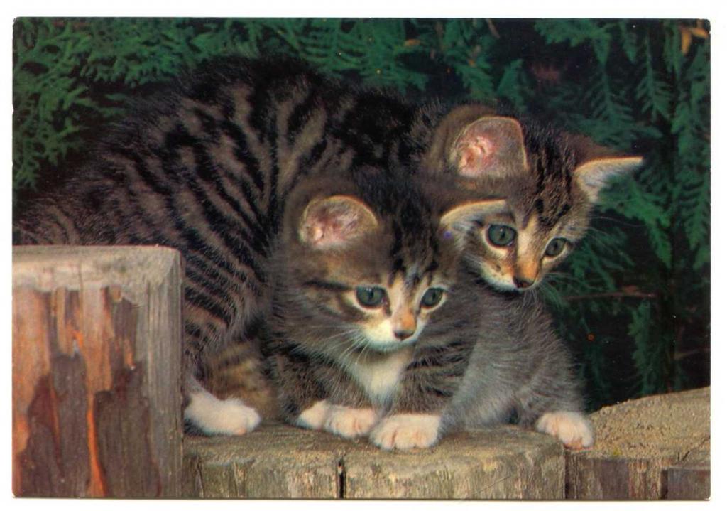 Кошки Котята Котенок Котёнок Германия 259