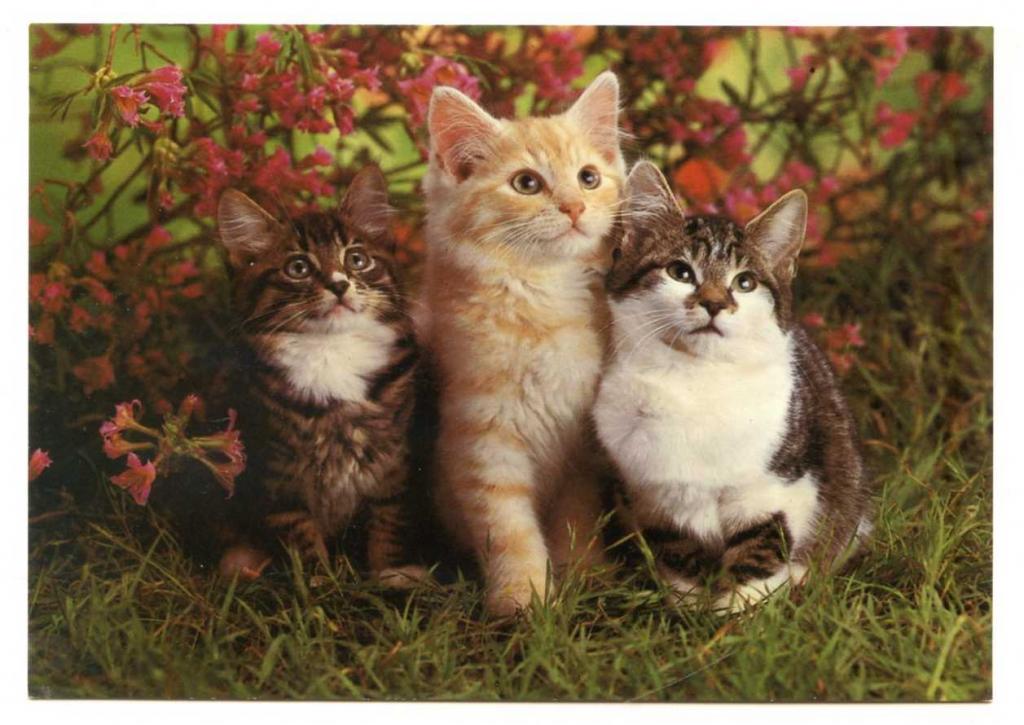 Кошки Котята Котенок Котёнок Германия 279