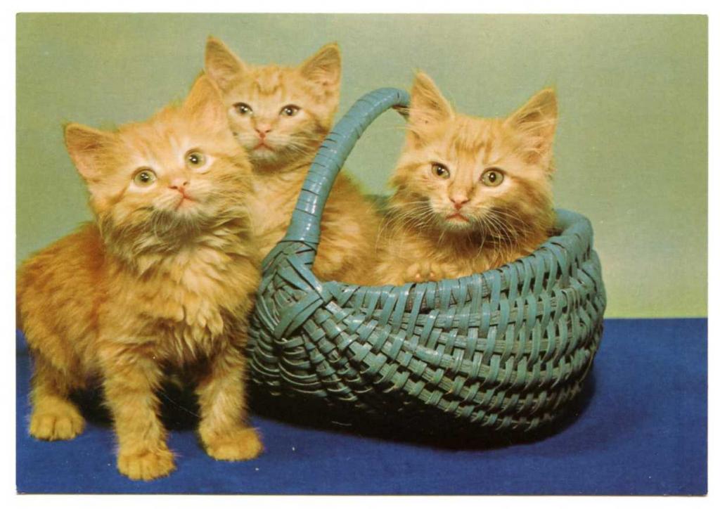 Кошки Котята Котенок Котёнок Германия 292