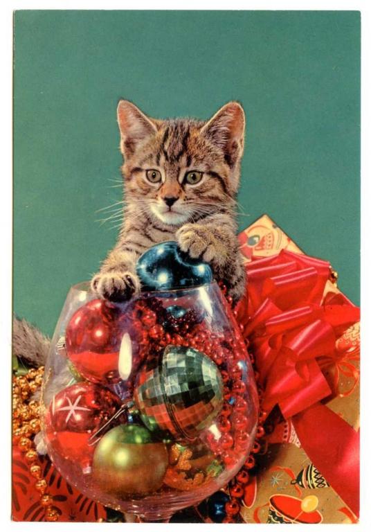 Кошки Котята Котенок Котёнок Италия 313