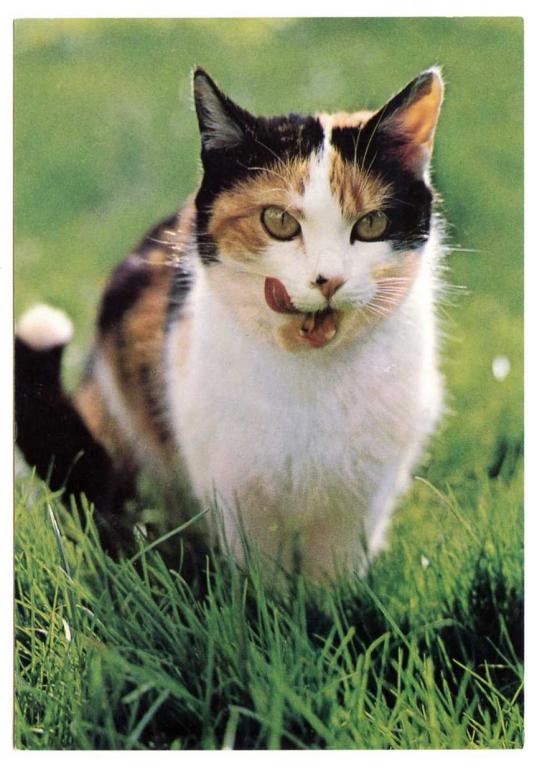 Кошки Котята Котенок Котёнок Германия 370