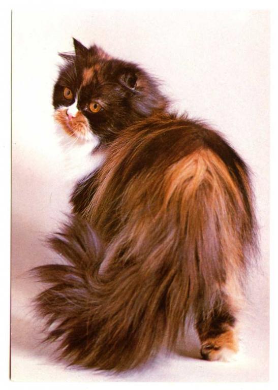 Кошки Котята Котенок Котёнок Германия 456