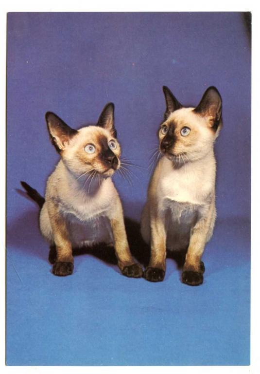 Кошки Котята Котенок Котёнок Чехия 467