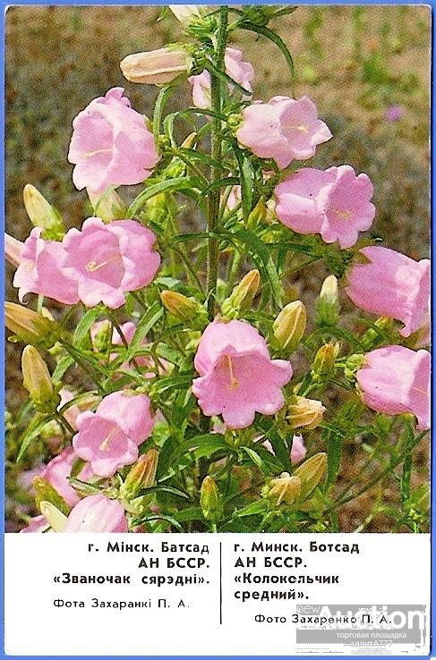 1988 КК. Минск. Ботанический сад АН БССР. Колокольчик средний. Флора.