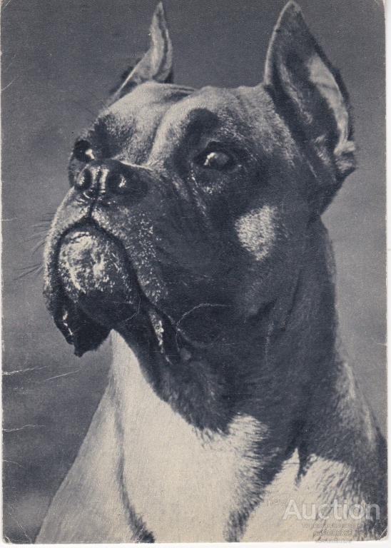 Отзыв о Собака породы Боксер Верная и преданная собака,бойцовые качества прекрас