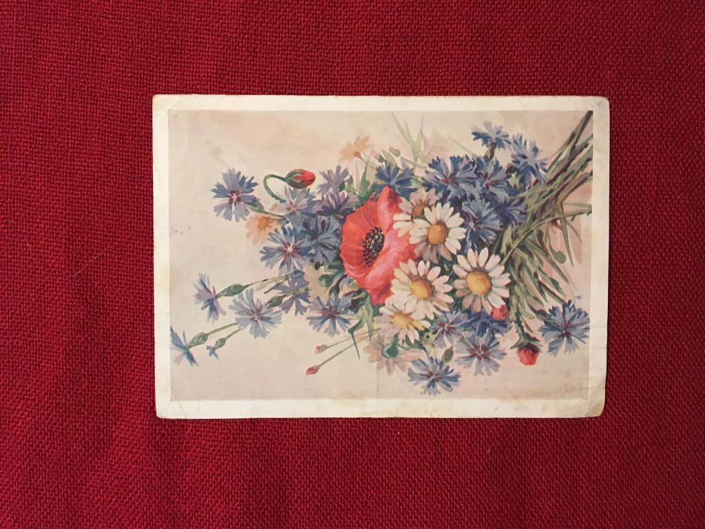 Открытка СССР. 1955 год. Художник Домащенко. Ромашки, маки и васильки. Почтовая карточка. Цветы.