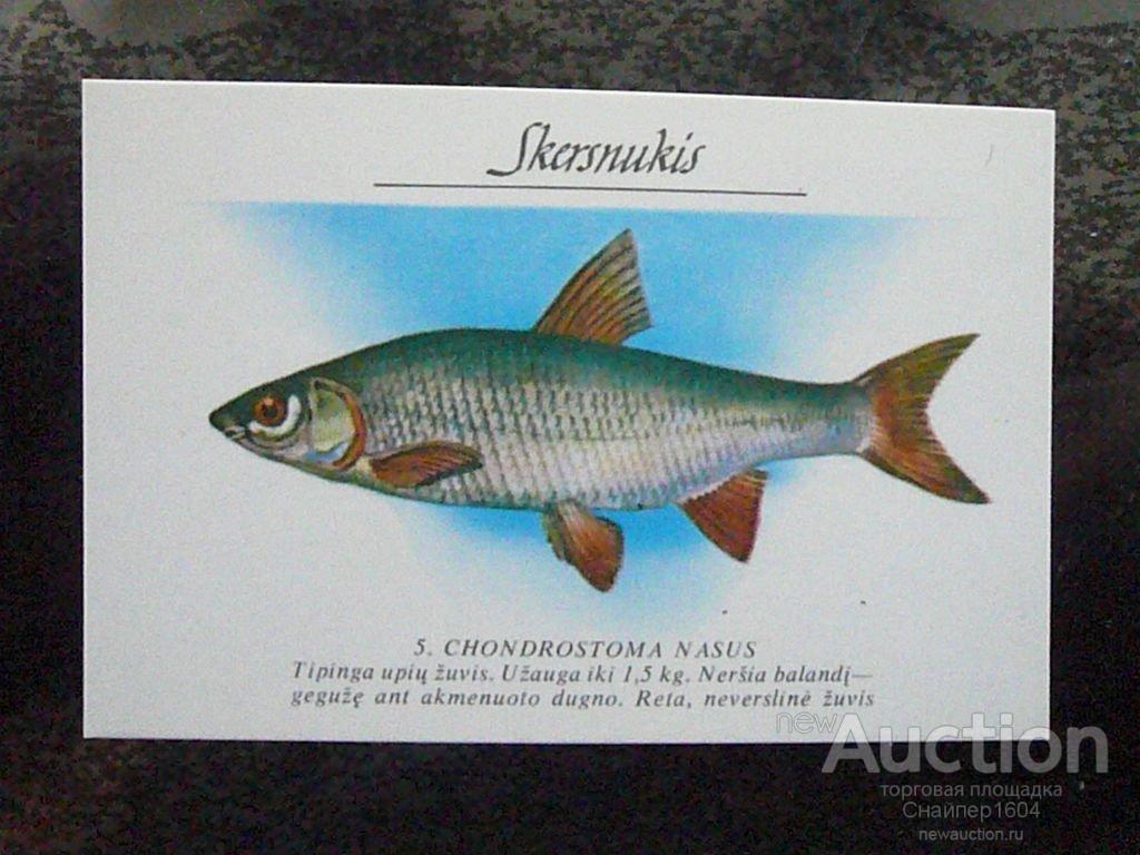 Podust-fish. Who is it Podust-fish. Who is it