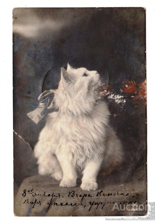 Кот. Кошка. Котик. Бант. Станция. Новгородка. Адрес.