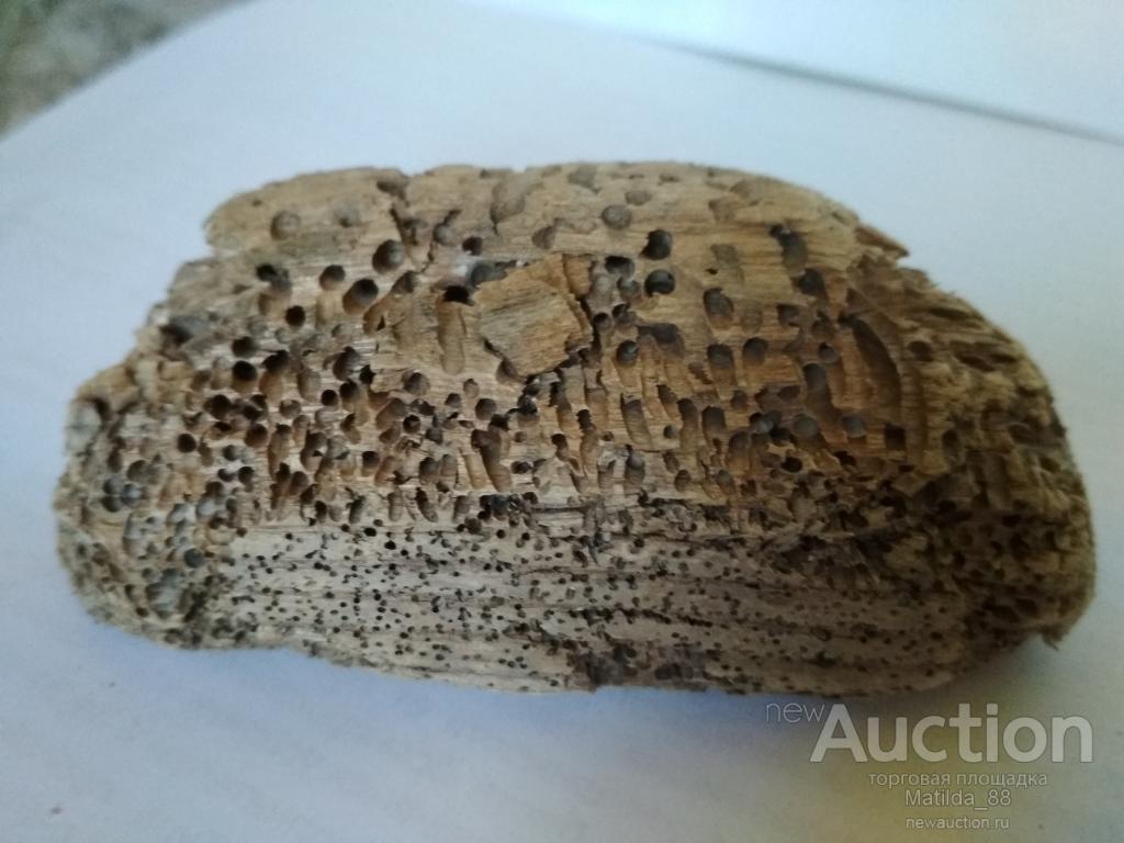 Коряга для аквариума дерево Сочи