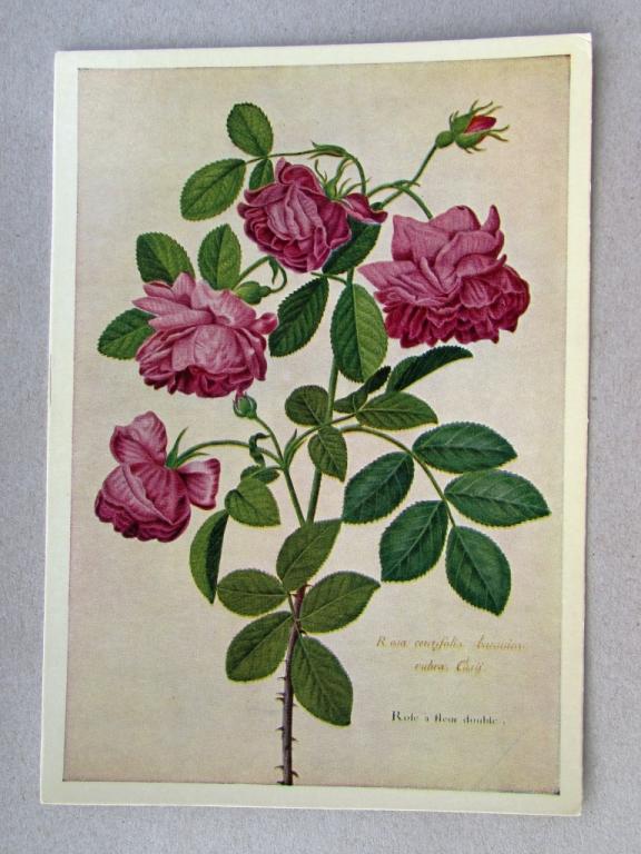 Роза майская Цветы Англия