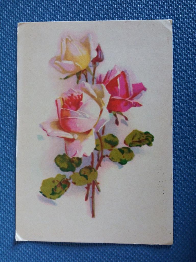 Розы  ,  1974 г    .