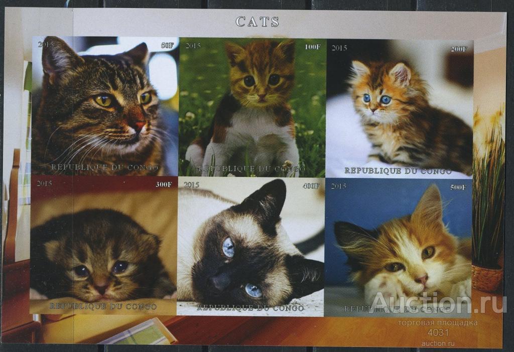 Конго. Фауна. Кошки  **