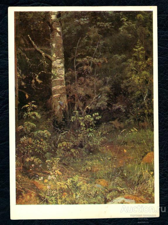 Живопись. Картина. Открытка. Шишкин. Берёза и рябинки. Этюд. 1878. (Альбом № 9)
