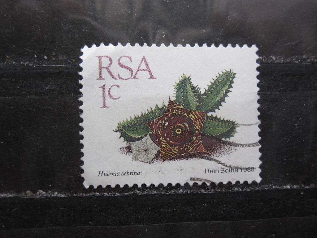 ЮАР серия  "Суккуленты", Гуэрния полосатая