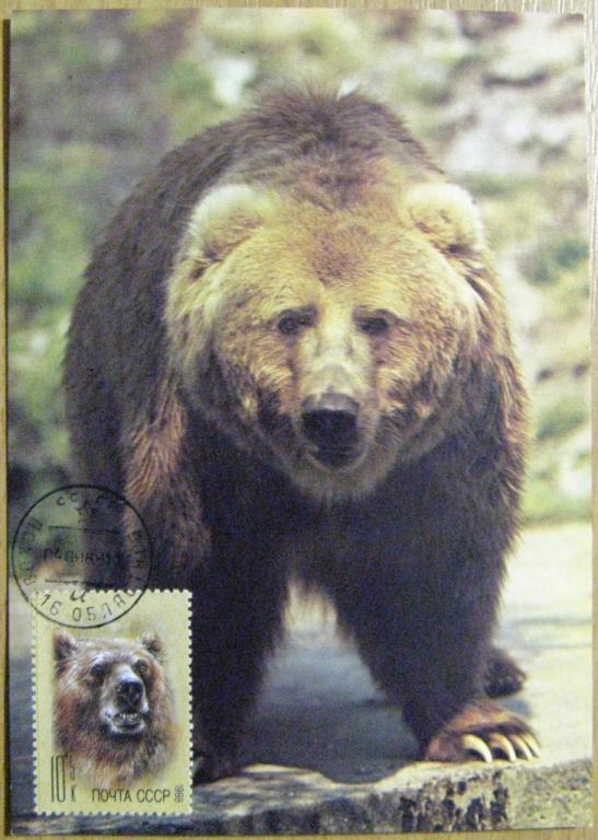 К05-066 КМ КАРТМАКСИМУМ МЕДВЕДЬ
