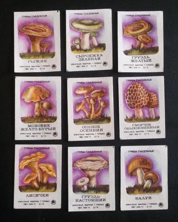 Спичечные этикетки. СССР -   грибы сьедобные - 9 штук