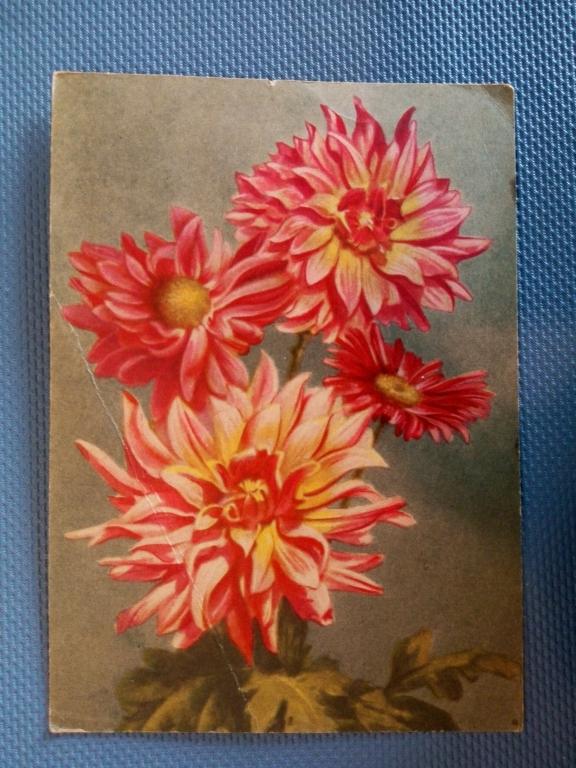 Георгины и Астры, гознака,1957г.