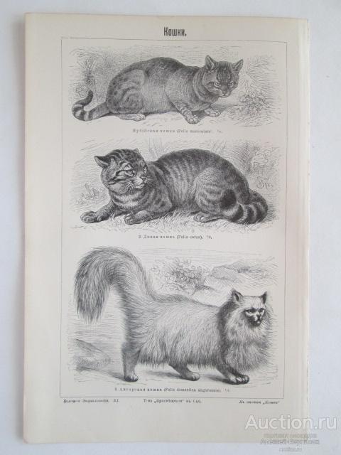 КОШКИ     литография  1903  года