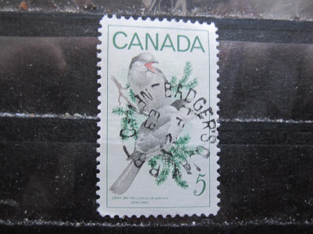 Канада серия "Дикая природа", Серая Сойка