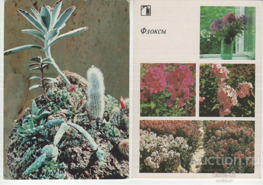 Открытки.Экскурсия в природу. Флоксы.Композиция"Цветущие камни".(4.509)