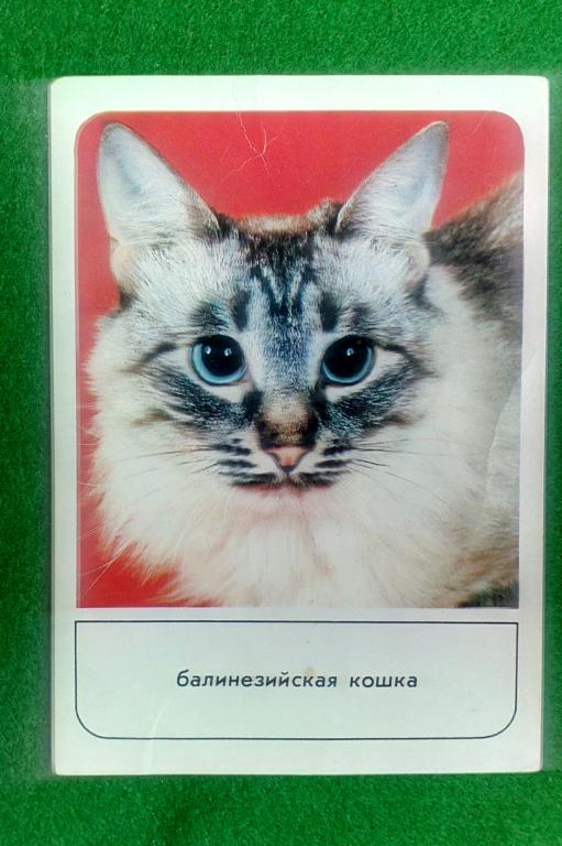 Открытка почтовая 1989 кошки редкие  фауна поздравление вид фото красиво искусство уникальная