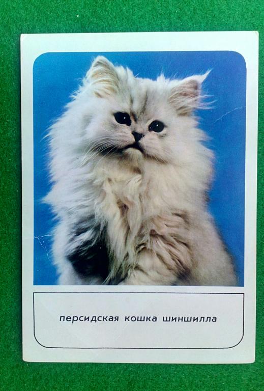 Открытка почтовая 1989 кошки редкие  фауна поздравление вид фото красиво искусство уникальная