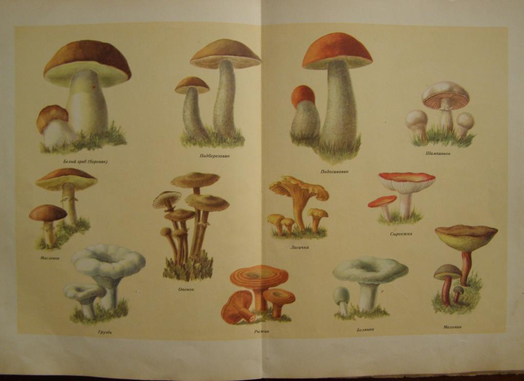 Книга о вкусной и здоровой пище. 1953 год. Сталин. СССР. — покупайте на ...