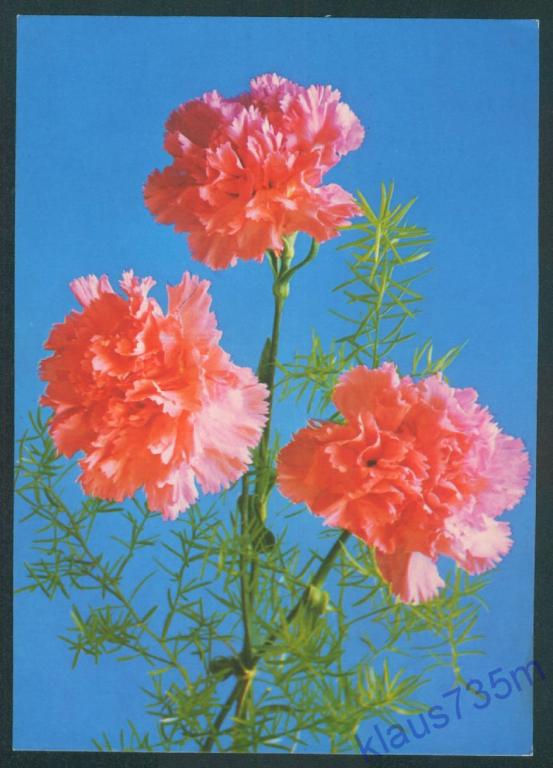 Открытка Чехословакия.Цветы.1980-е гг. 