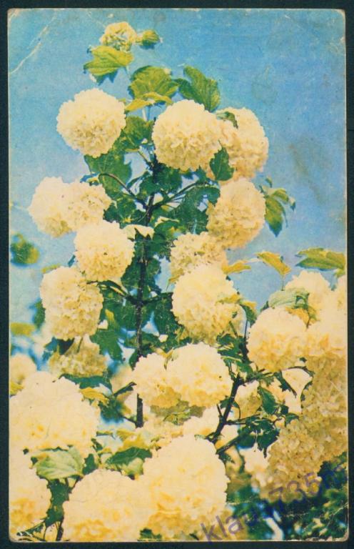 Открытки СССР.Цветы.Калина махровая.Фото Н.Матанов 1973г. 