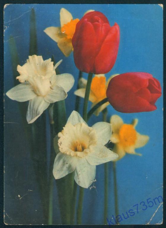 Открытки СССР.Фото Г.Костенко 1975г.Чистая. 