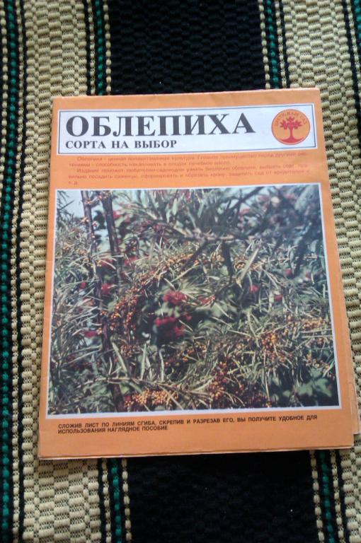 Облепиха. Сорта на выбор