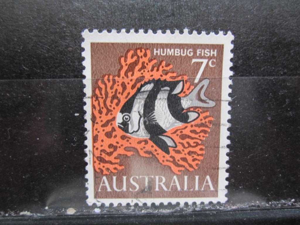 Австралия серия "Морская жизнь", Дасциллус полосатый