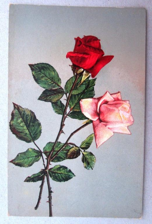 Розы красная и розовая