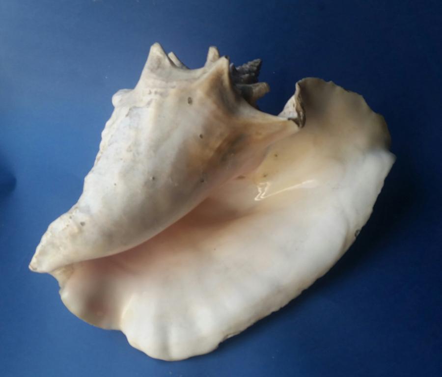 Ракушки с кубы