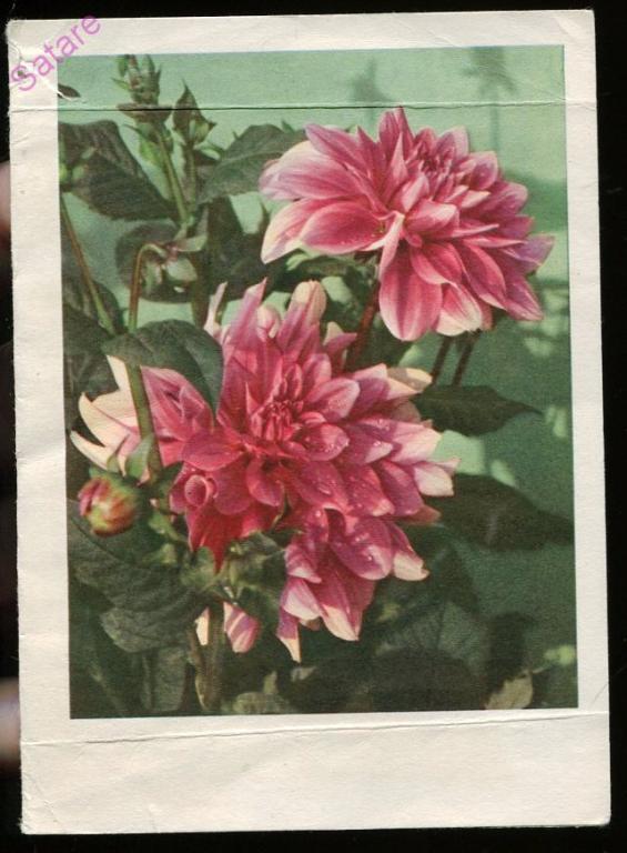 Бланк телеграммы - серия Е-51_Матанов Н-Дергилев И_1971г