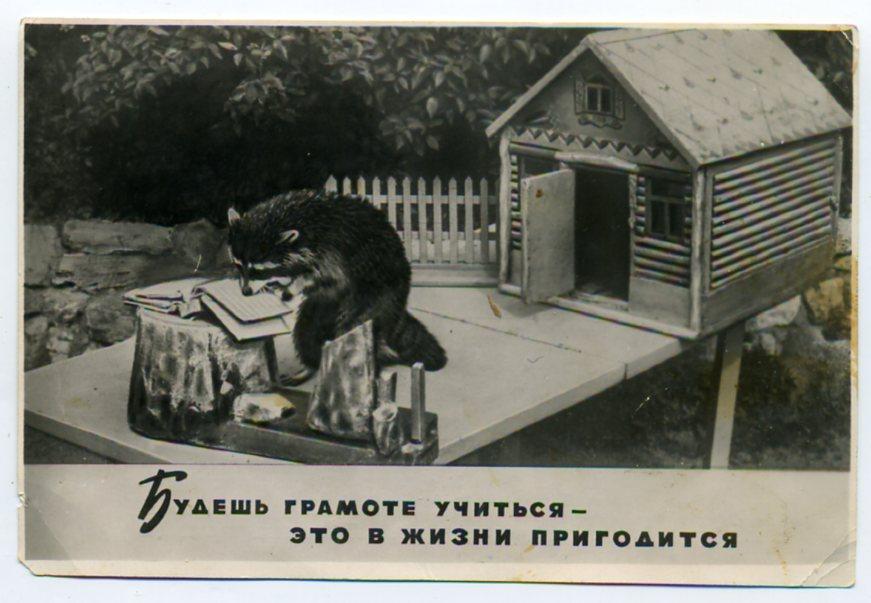Уголок Дурова Енот Будешь грамоте учиться...Фото Ашкинезера