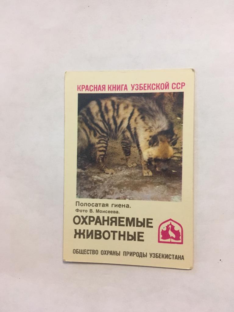 Календарь. Красная книга. Узбекистан. Полосатая гиена. 1986. Карманный календарик. Календарик.