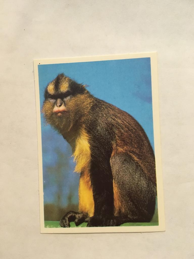 Календарь. Обезьяна. 1990. Полянский. Фауна. Животные. Карманный календарик. Календарик