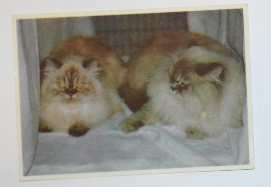 Календарик  Кошки Кот Коты 1992