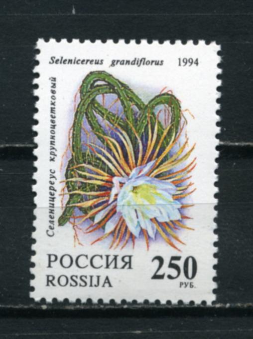 РОССИЯ. Флора. Комнатные растения. Кактусы. 1 марка. 1994.**