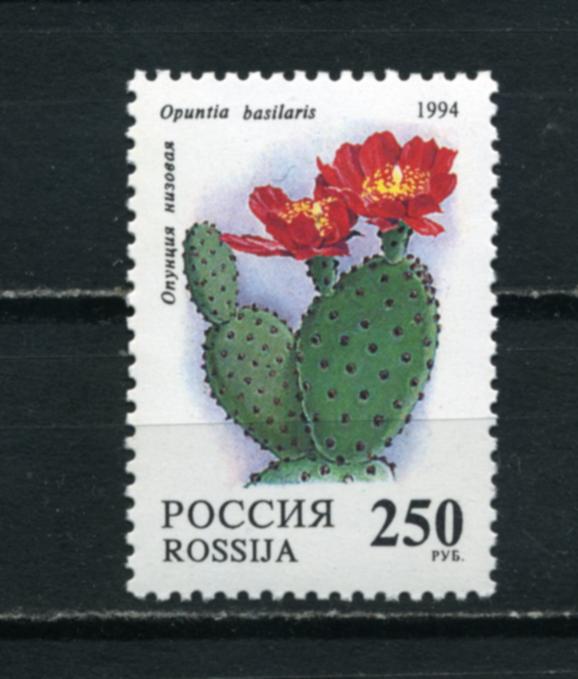 РОССИЯ. Флора. Комнатные растения. Кактусы. 1 марка. 1994.**