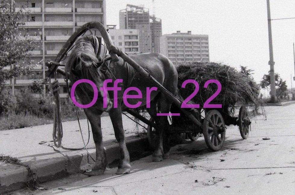 Фотография ретро  ЛОШАДЬ КОПИЯ размер около: 10 х 15 см. Л8 